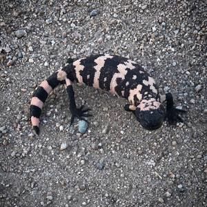 Meet your Posher, Deborah